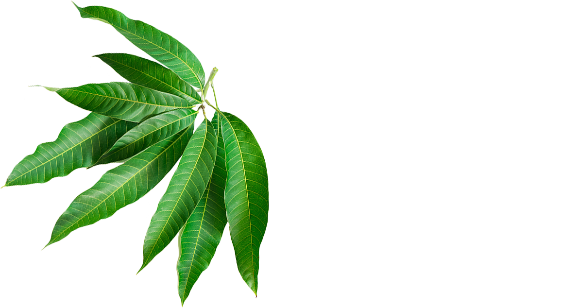 mango-leaves